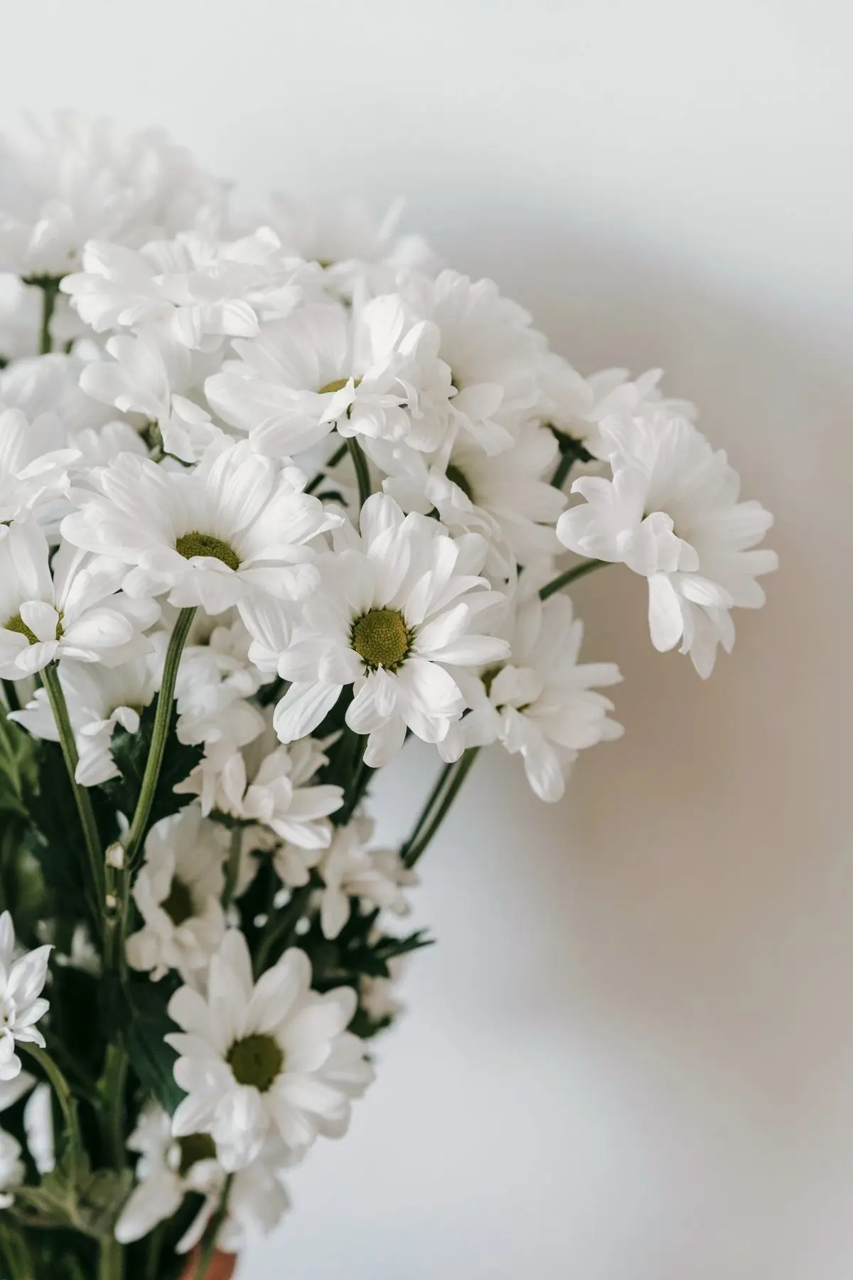 A bouquet of white chrysanthemums