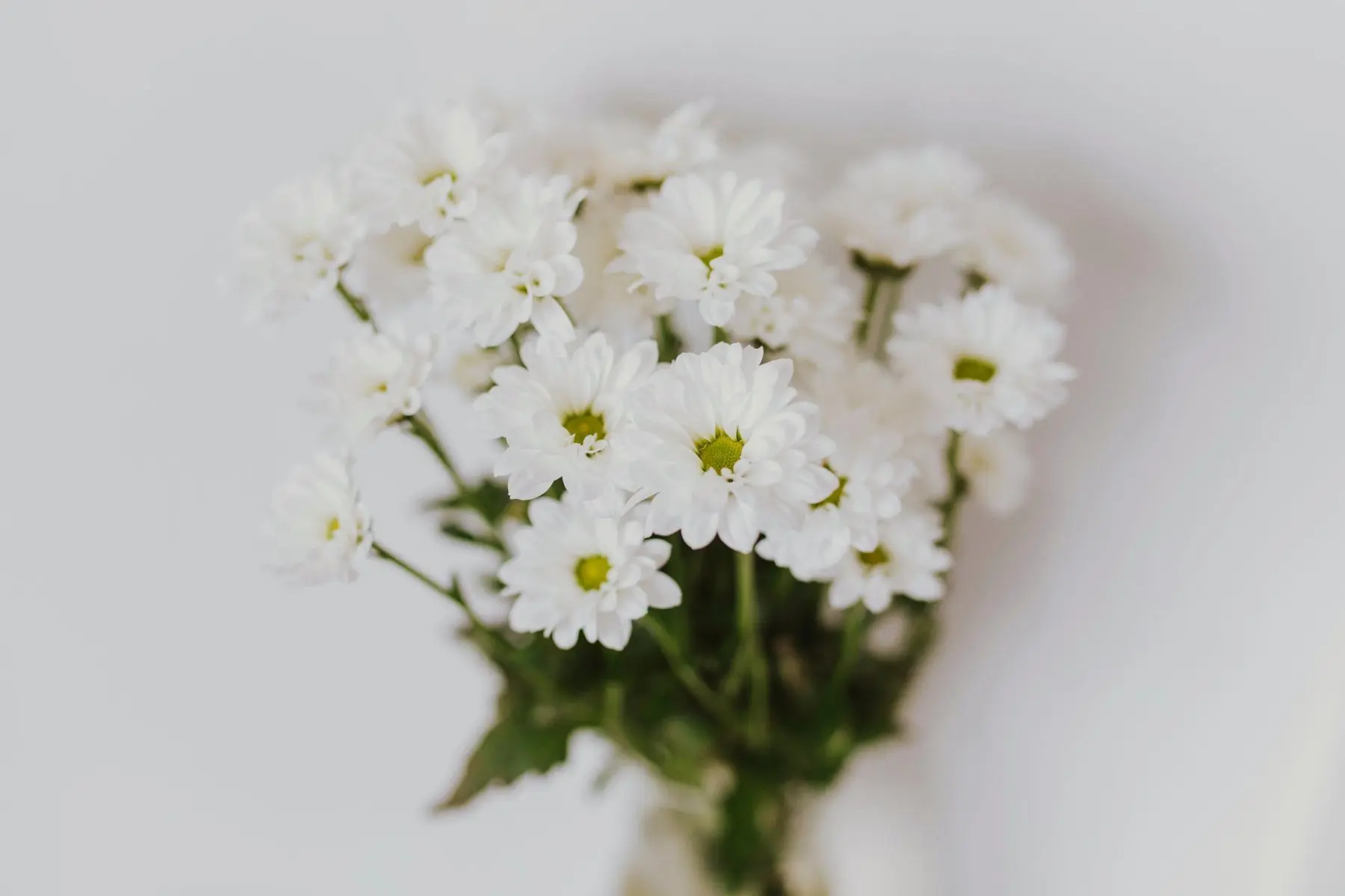A soft close-up of white chrysanthemums